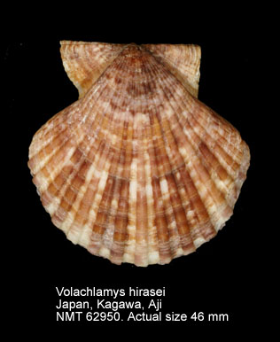 Volachlamys hirasei.jpg - Volachlamys hirasei(Bavay,1904)